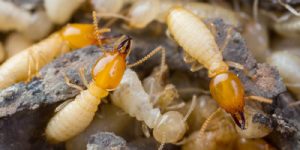 Termite Inspection Las Vegas